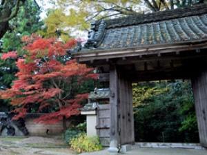 【紅葉・見ごろ】楠妣庵観音寺