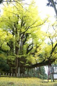 【紅葉・見ごろ】菩提寺の大イチョウ