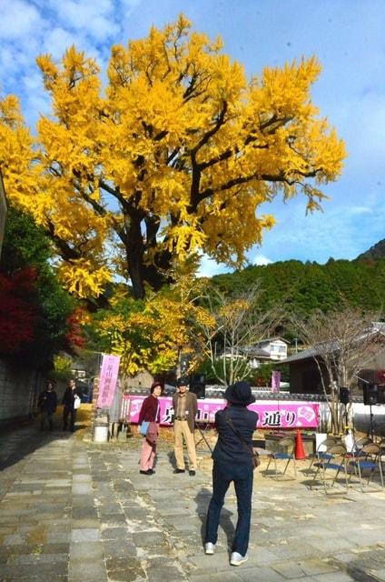 【紅葉・見ごろ】大公孫樹