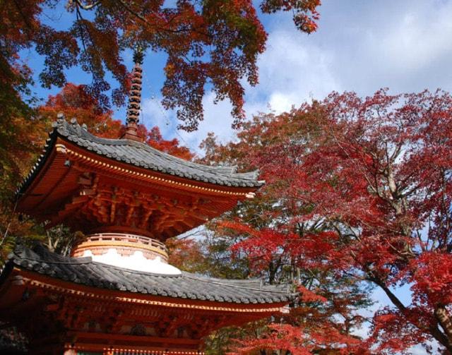 【紅葉・見ごろ】大威徳寺