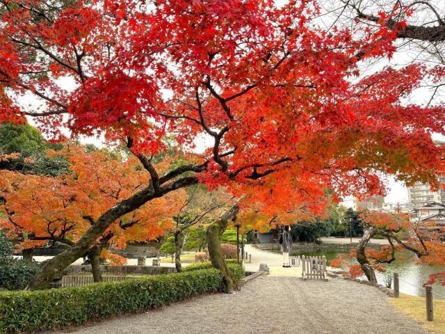 【紅葉・見ごろ】水前寺成趣園