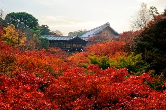 東福寺　看楓特別公開