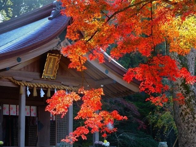 宝満宮竈門神社 もみじライトアップ