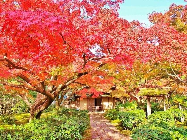 万博記念公園～紅葉まつり～