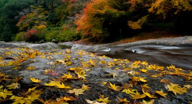 【紅葉・見ごろ】鮎帰りの滝