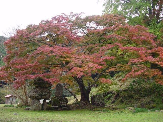 【紅葉・見ごろ】神上寺