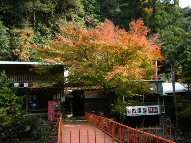 【紅葉・見ごろ】多度峡