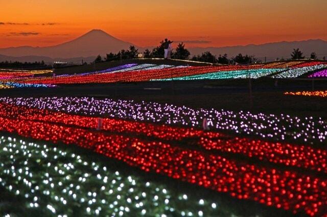 マザー牧場イルミネーション2024-2025　光の花園