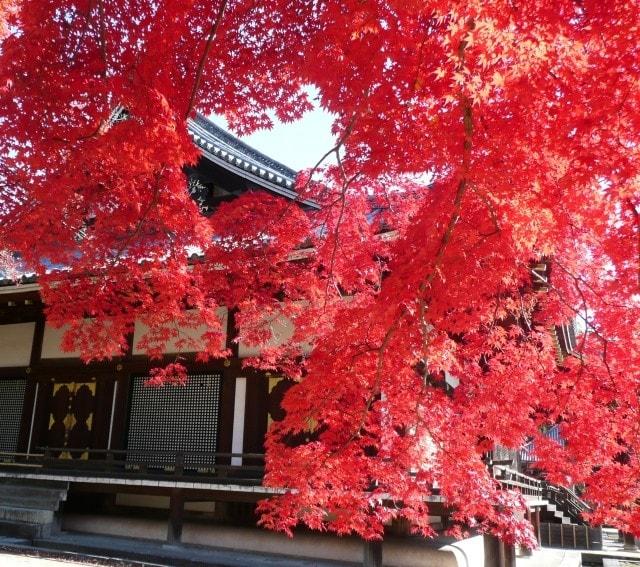 【紅葉・見ごろ】仁和寺