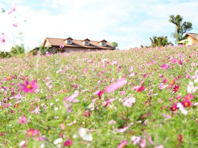 【花・見ごろ】ハーベストの丘　50万本のコスモス