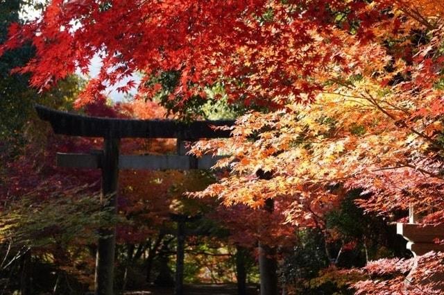 府中八幡もみじの森紅葉まつり