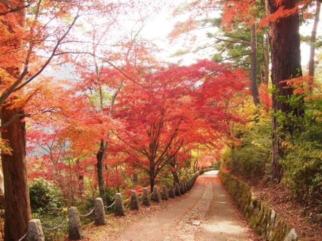 【紅葉・見ごろ】吉野山