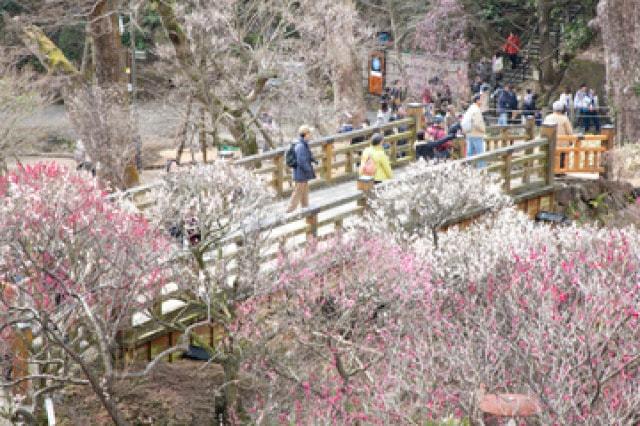 第81回熱海梅園梅まつり