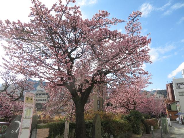 第15回あたみ桜「糸川桜まつり」