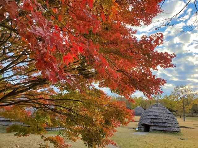 【紅葉・見ごろ】上野原縄文の森