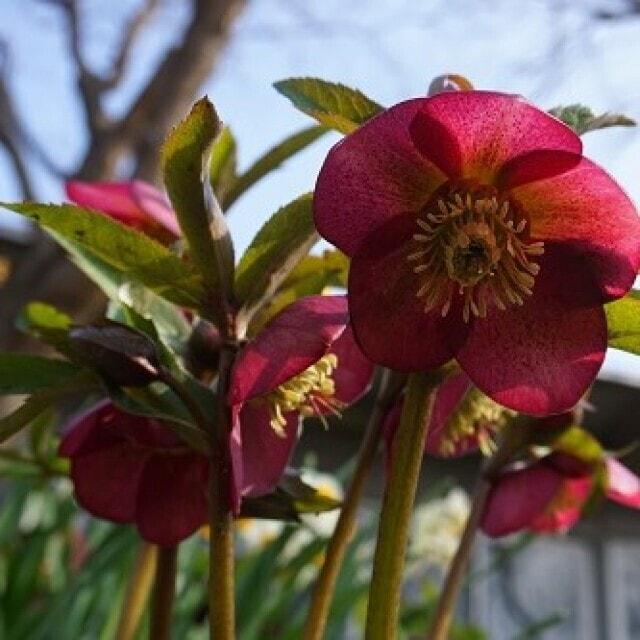 【花・見ごろ】しまね花の郷　園内のクリスマスローズたち