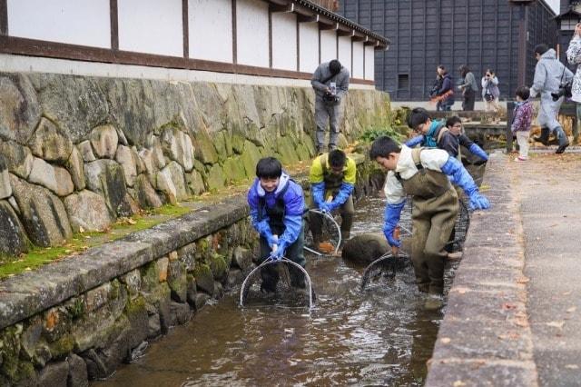 冬支度！瀬戸川の鯉の引越し