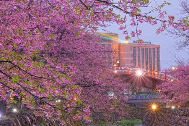 【桜・見ごろ】時之栖