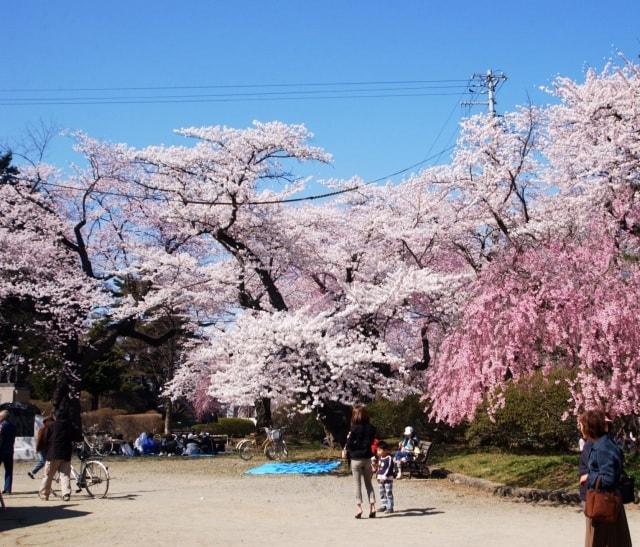 【桜・見ごろ】水沢公園