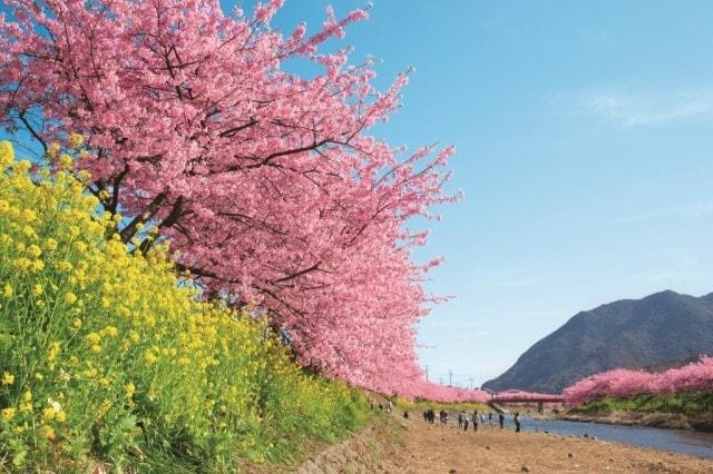 第35回河津桜まつり