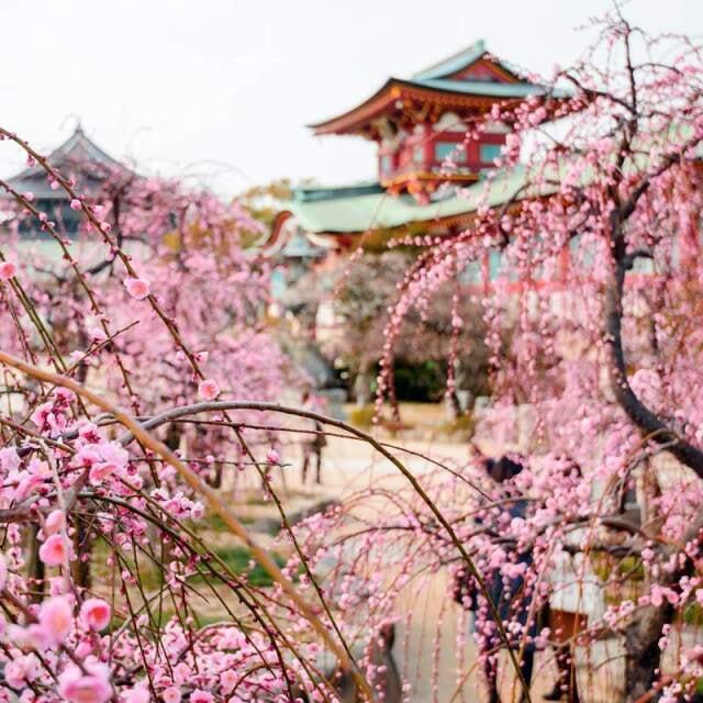 防府天満宮　梅まつり