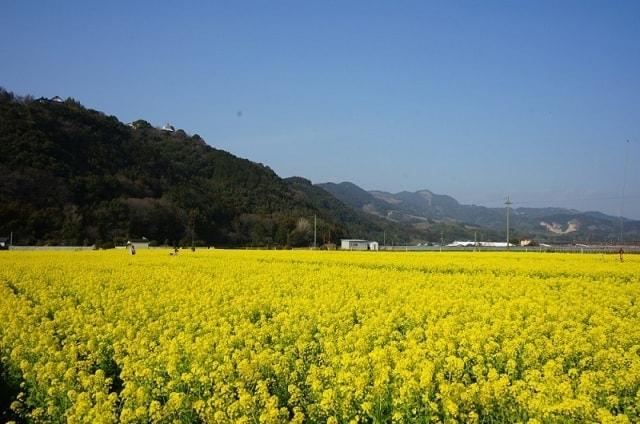 【花・見ごろ】道の駅「原鶴」ファームステーションバサロ前の菜の花