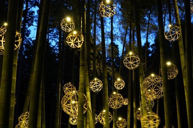 Bamboo Winter Lights