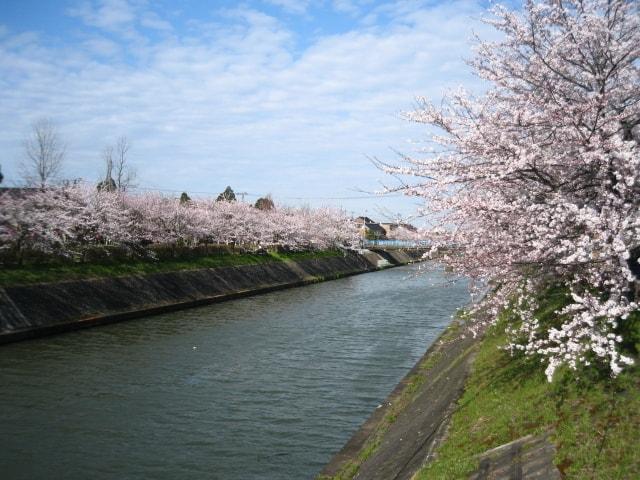 【桜・見ごろ】下条川千本桜