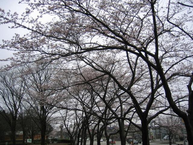 【桜・見ごろ】太閤山ランド