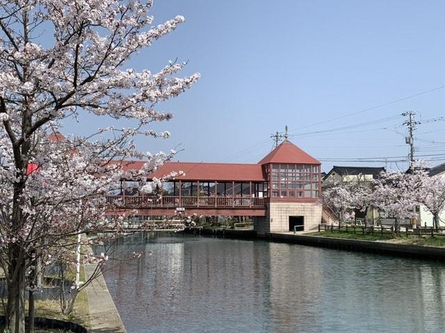 【桜・見ごろ】内川周辺