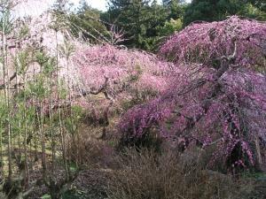 【花・見ごろ】龍尾神社のしだれ梅