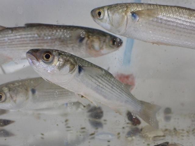 展示室で浜辺の生き物をさがそう～冬～