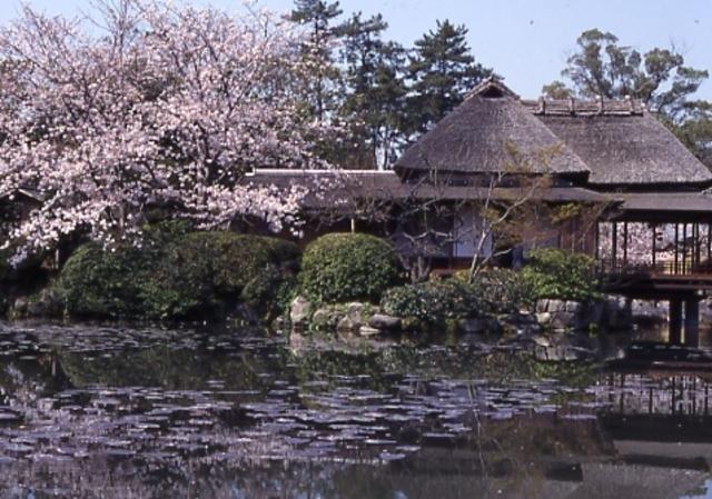 【桜・見ごろ】神野公園