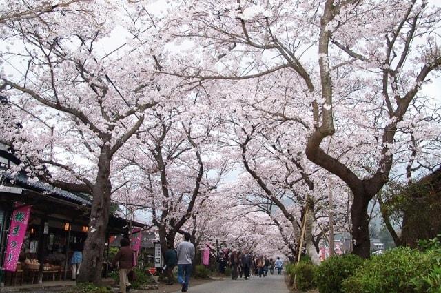 【桜・見ごろ】秋月杉の馬場