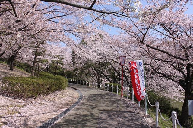 【桜・見ごろ】大池公園