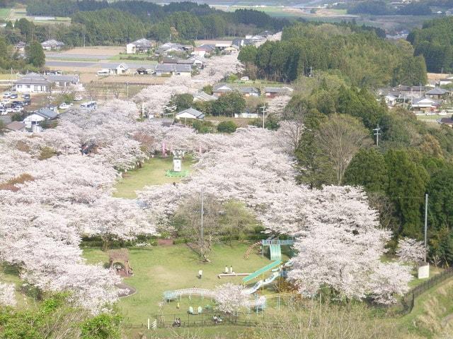 第75回都城もちお桜まつり