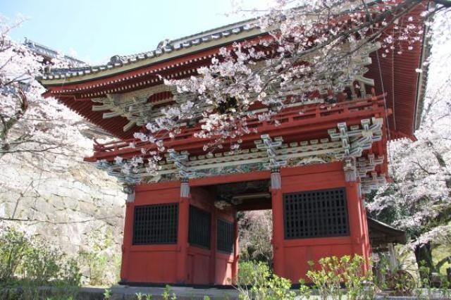 【桜・見ごろ】雨引観音