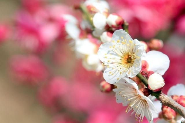 【花・見ごろ】和歌山県植物公園緑花センターの梅