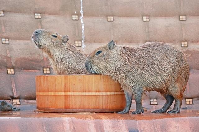 マザー牧場　カピバラ温泉