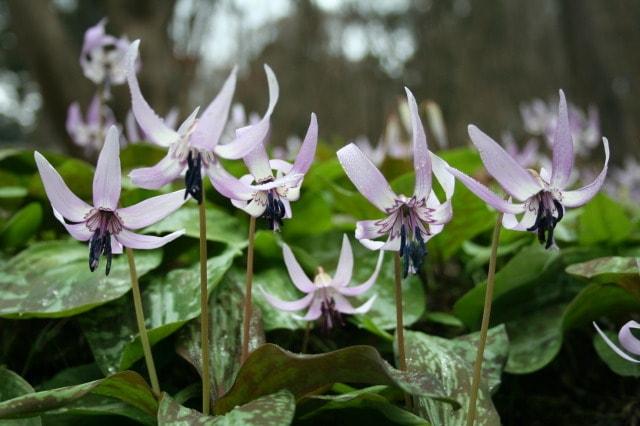 【花・見ごろ】飯盛山のかたくりの花