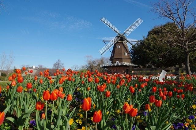 ふなばしアンデルセン公園「チューリップまつり」