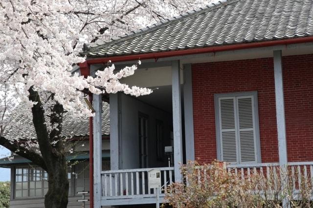 【桜・見ごろ】富岡製糸場