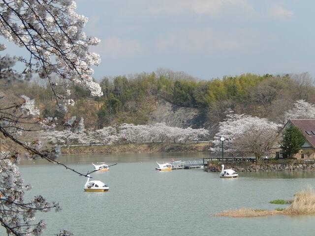 【桜・見ごろ】大塩湖