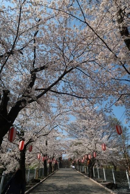 【桜・見ごろ】一之宮貫前神社