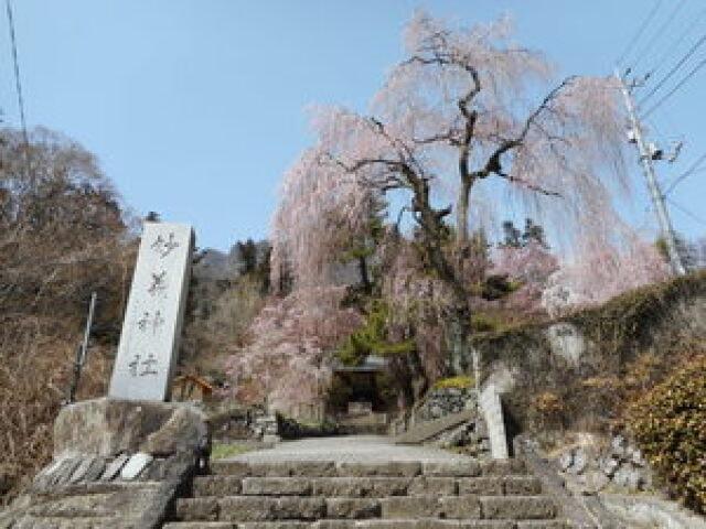 【桜・見ごろ】妙義神社