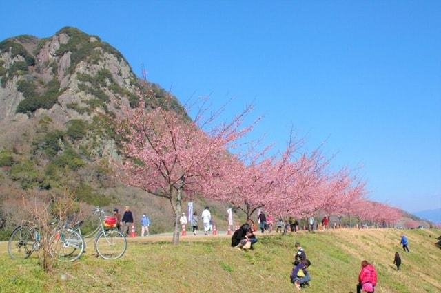 【桜・見ごろ】狩野川堤防・城山付近