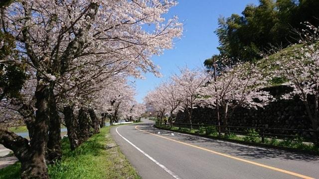 【桜・見ごろ】狩野川さくら公園