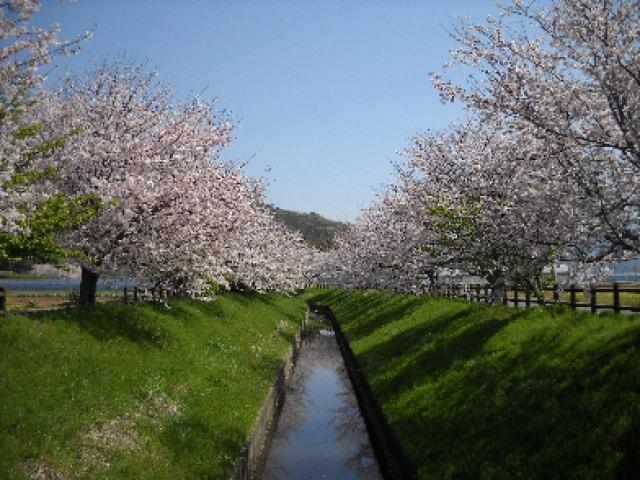 【桜・見ごろ】江間いちご狩りセンター付近