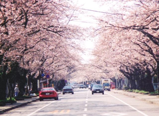 【桜・見ごろ】宇大工学部前桜並木