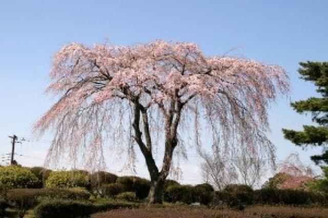 【桜・見ごろ】小室山公園